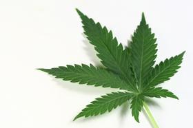 My Child Has Been Expelled For Smoking Pot!