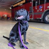 Advent Episcopal School Photo #5 - Pierre, the school dog, is on campus daily and brings joy wherever he goes