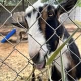 Desert Dawn Private School Photo - Mikey the goat