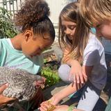 Black Pine Circle School Photo #8 - Upper School Students - Chicken feeding