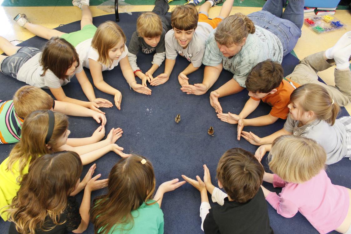 The Orchard School Photo #1 - Orchard students experience their education through hands-on learning. Here, quail chicks are introduced to third graders in science class. The students are there to observe the hatching, and then record the rate of growth and feeding habits in the chicks.
