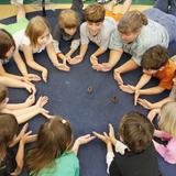 The Orchard School Photo - Orchard students experience their education through hands-on learning. Here, quail chicks are introduced to third graders in science class. The students are there to observe the hatching, and then record the rate of growth and feeding habits in the chicks.