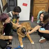 Accelerated Schools Of Overland Park Photo #7 - Therapy dog at school