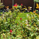 Al-Huda School Photo #4 - Renovated rose garden! https://www.alhuda.org/ 301-982-2402 5301 Edgewood Rd College Park Maryland 20740