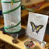 King's Wood Montessori School Photo #6 - Each year, our students experience the wonder of the butterfly life cycle - from tiny caterpillars to beautiful butterflies. This hands-on unit nurtures curiosity, patience, and respect for nature as we observe, learn, and joyfully release them into the world.