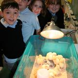 St. Rose Grammar School Photo #4 - St. Rose Grammar School primary grades experienced a unique project in their classrooms â€“ Chick Hatching. Quiver Farm Projects Inc, Pennsburg, PA., arrived last week with a rooster and hen, pre-incubated eggs and everything the classrooms will need to have a good hatch. Eggs began to hatch on Monday, May 4, 2009 and the baby chicks will spend the week contained in the classrooms. On Friday, May 8, Quiver Farm will pick up the baby chicks and return them to the farm.