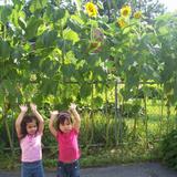 Seed Day Care Center (The) Photo #3 - We planted and grew huge sunflowers