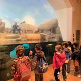 Emerson Montessori School - Palo Alto Photo #9 - Science field trip to the California Academy of Sciences.