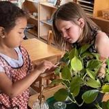 Santa Rosa Montessori Photo #2 - A moment from our Practical Life area: these young botanists are learning how to care for plants with gentle hands and focused attention. Montessori builds responsibility and love for nature-one leaf at a time.