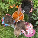 The Waldorf School Of Garden City Photo #8 - Students working in our organic garden.