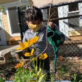 Montessori School Of Durham Photo #3 - Each classroom has a gardening space. This toddler helps to water their fall garden.