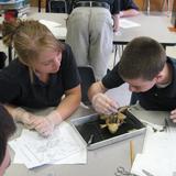 St. Ambrose School Photo #2 - Eighth Graders participating in Frog Disection.