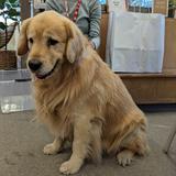 Center School Photo #15 - Meet Cooper! He is one of our 5 therapy dogs that visit each week!