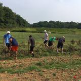 The Haverford School Photo #2 - The crew team spent one of its preseason practices at Rushton Farm, a local CSA, harvesting potatoes, weeding the greenhouses, and clearing tomato plants.