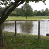 Windmill Day School Photo #3 - Windmill's pond. Feed the fish, watch our resident Heron and paddle boating at camp!