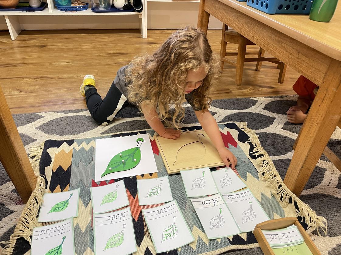 Country Day Montessori School Photo #1 - Learning About Photosynthesis