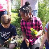 Virginia Beach Friends School Photo - Getting our hands dirty in the garden.