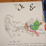 Whidbey Island Waldorf School Photo #9 - The Ear. A student-created middle school Main Lesson book at WIWS.