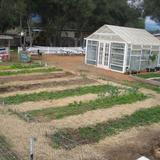 Montessori School Of Ojai Photo #6 - Students enjoy time in the school garden each week. They assist with weeding, planting and nurturing seeds and plants, and harvesting. Produce is used in the school kitchen and is available to families through a CSA program.