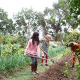 Sacramento Waldorf School Photo #7 - Students at Sacramento Waldorf School plant, till, and harvest the school`s working farm which features vegetable, flower, herb and native plant gardens as well as fruit trees.