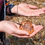 East Burke School Photo #10 - Hands-on learning sometimes means picking up a sac of salamander eggs on a nature hike and gently getting to know the feeling of spring in the Northeast Kingdom.