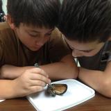 Park Street School Photo #2 - Grade 6A students dissect a mollusk, a blue mussel, before heading out to test the temperature and the salinity of their sample tidal pool area on their rocky intertidal field study at Northeastern University's Marine Science Center in Nahant.