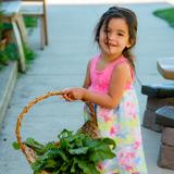 The Montessori School Photo #3 - Harvesting a full basket from the garden beds in the Primary Outdoor Environment