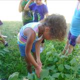 Pioneers Boulevard KinderCare Photo #3 - Picking beans in the Preschool garden
