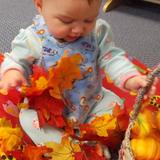 Maryville KinderCare Photo #3 - Using our senses to explore the leaves in the Fall.