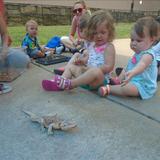 Shelton KinderCare Photo #7 - The children were so excited to have a critter day! They learned all about animals, where they live and how to take care of them! One of the toddlers were so intrigued to see them!