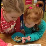 Shelton KinderCare Photo #10 - The preschool classroom used their observation skills while looking at seeds. The children were categorizing the seeds, by shape, color and even weight. The children pracrticed their patterning and weighing skills too!