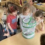 Green Valley Montessori School Photo - Children exploring life cycle of a butterfly. Green Valley Montessori School Photo - Children exploring life cycle of a butterfly.