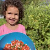 The Montessori School of the Berkshires Photo - Harvesting