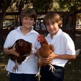 Sacred Heart Schools, Atherton Photo #5 - Sacred Heart also maintains a barnyard on its expansive 64-acre campus. Goats, chickens, ducks, turkeys, rabbits and a tortoise can be found on the school grounds.
