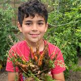 Westside Waldorf School Photo #10 - Gardening is a core component of the Waldorf curriculum--our students get their hands in the soil and celebrate the life cycle of organic produce grown on campus, while learning the science behind the process.