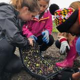 Greenspring Montessori School Photo - Service and stewardship is a major part of the Montessori curriculum. Here, Adolescents volunteer at RealFood Farm in Baltimore to plant seedlings.