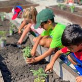 Indiana Montessori Academy Photo #3 - Planting vegetables in our garden.