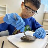 SAGE Academy Photo #6 - Science Club: Dissection