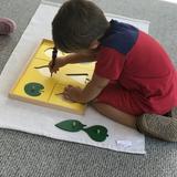 Willow Tree Montessori Photo #4 - The Botany CabinetTracing the shapes of each leaf frame and inset indirectly prepares the child's hand for writing activities. The child's natural inclination for work stems from an activation of human tendencies.