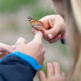 Rocky Mountain Christian Academy Photo #3 - Young students are encouraged to look closely at the subject in front of them. They are given ample time to see, discuss, and tell back what they learn. Comments heard during this butterfly sounded like: "The butterfly tickles" "I like the pattern of the wings" "He is sitting on Mark's shirt!" "I wonder how fast they can fly?"