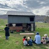 Bovina Center Montessori School Photo #7 - Watching our sheep being sheared.