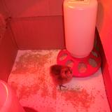 Sun Grove Montessori School Photo #1 - Chick hatching