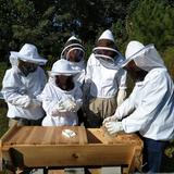 Mount Vernon School Photo - Beekeeping Club