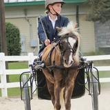 Tallulah Falls School Photo #7 - The Tallulah Falls School Competitive Pony Program competes at Pony Shows throughout the southeast. Team members show ponies in several classes, including halter, roadster, hunter, jumping, showmanship, versatility, and country pleasure driving.