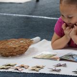 Montessori Habitat Photo #6 - Call us at 217-366-3260 to learn more about our ~ preschool classroom ~ elementary classroom ~ and ~ middle school classroom.